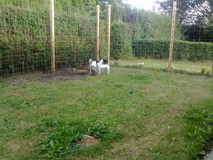 Dansk svensk gaardhund Gucci - snif snif snif- spændende billede 3