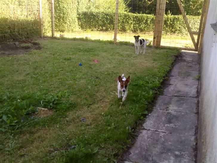 Dansk svensk gaardhund Gucci - weeee nu kommer jeg billede 4