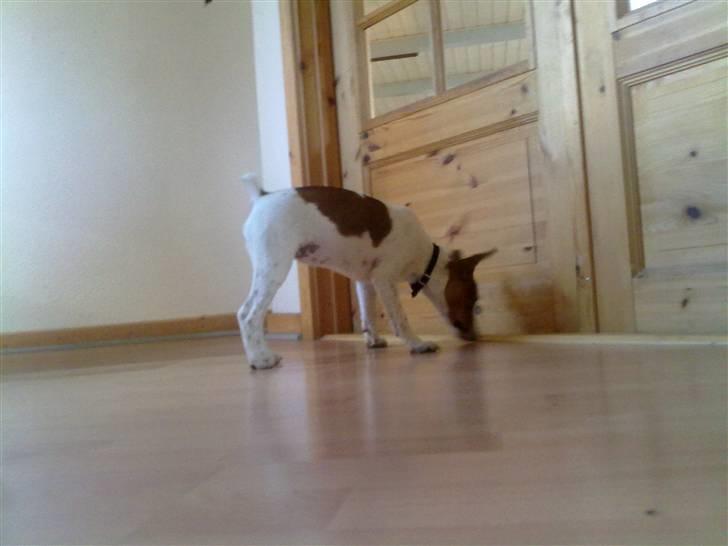 Dansk svensk gaardhund Gucci - Gik hun derind.. jaa- ka lugte hende billede 5