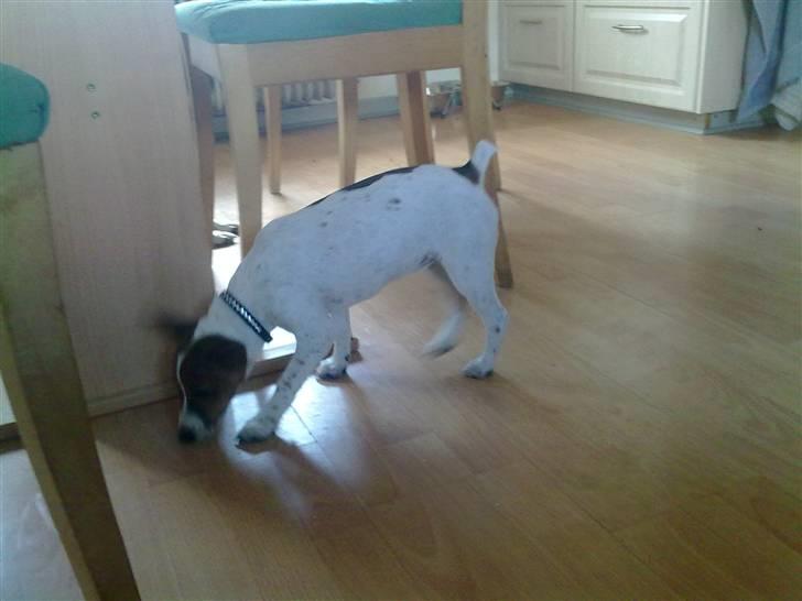 Dansk svensk gaardhund Gucci - mmm en krumme billede 6