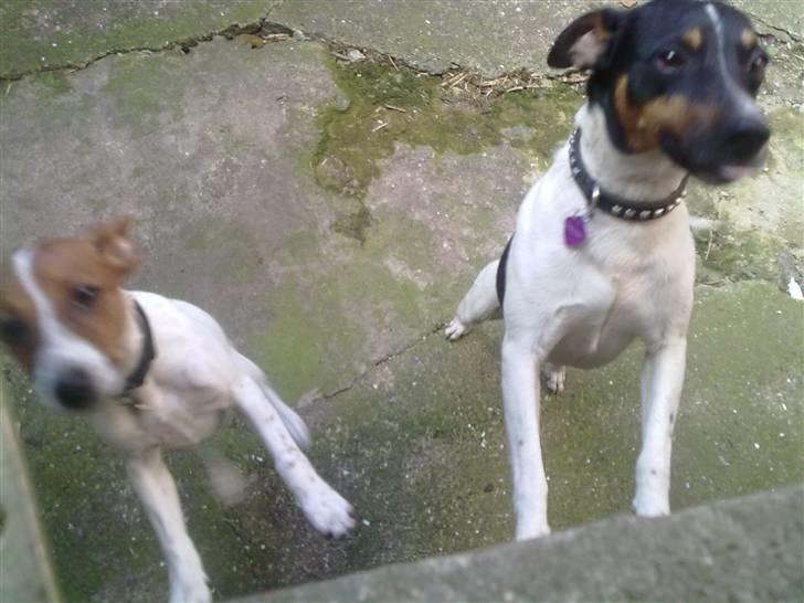 Dansk svensk gaardhund Gucci - må vi ikk nok komme ind... vi har tisset og ...-   er riiigtig klar til at komme ind og nusse billede 7