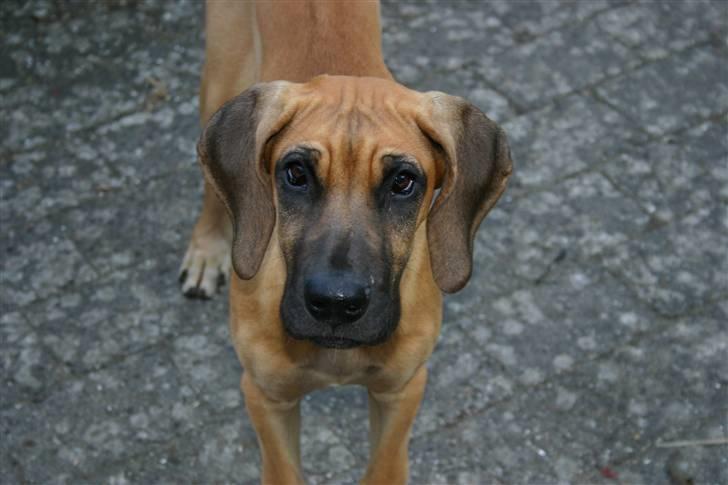 Grand danois Liva - liva<3 billede 4