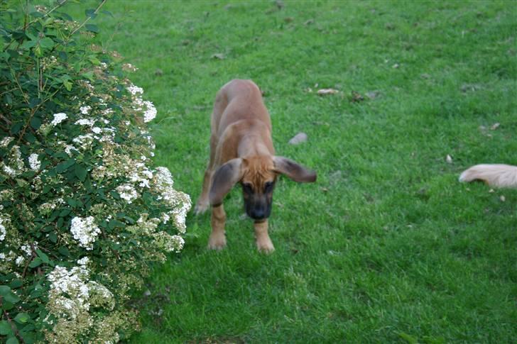 Grand danois Liva - liva ryster sine ører billede 5