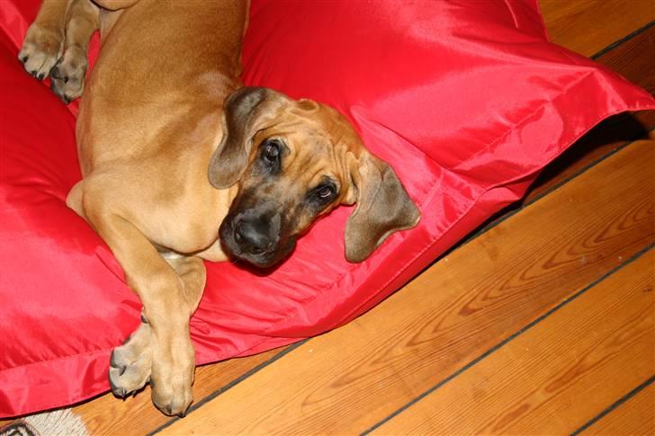 Grand danois Liva - hvad glor du på??!!! haha billede 6