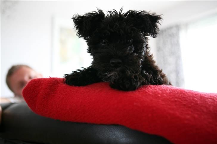 Blanding af racer Egon - Egon 11 uger billede 9