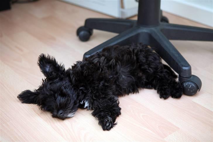 Blanding af racer Egon - Meget træt efter en lang gåtur  billede 10