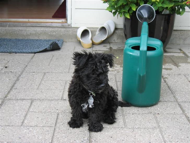 Blanding af racer Egon - Når der skal vandes i haven er Egon der med det samme, det smager jo så dejligt det vand der kommer fra vandekanden :) billede 11