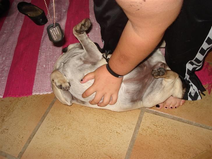 Mops Fie - Min menneske søster tumler med mig. Dejligt. billede 2