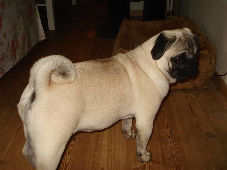 Mops Fie - Var lidt ukoncentreret. billede 3