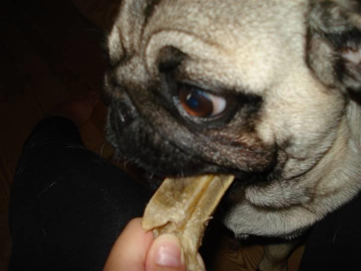 Mops Fie - Det er mit kødben. billede 4