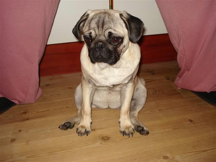 Mops Fie - Er lidt træt nu mor..... billede 5