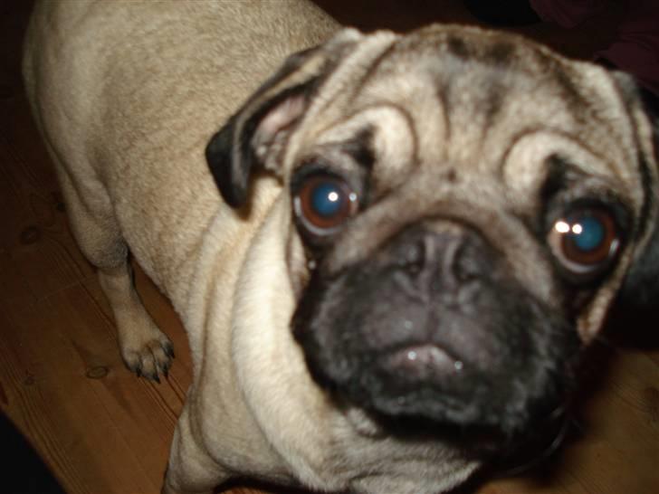 Mops Fie - Hvad har du i hånden? billede 6