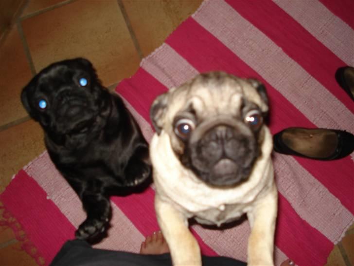 Mops Fie - Elsker min søster Bella. billede 7