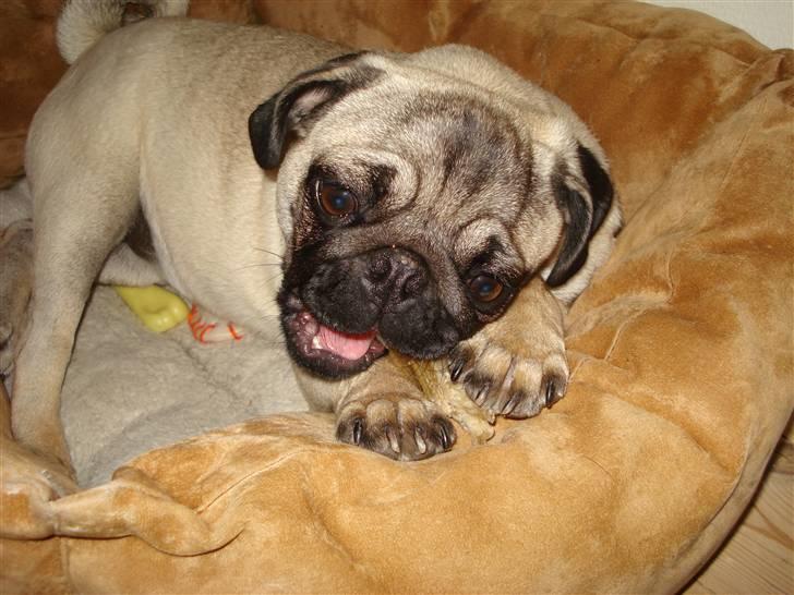 Mops Fie - Uhm den er god. Gnaske gnaske gumle. billede 8