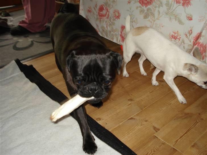 Mops Bella - Har besøg af min bedste veninde Scarlet. billede 7