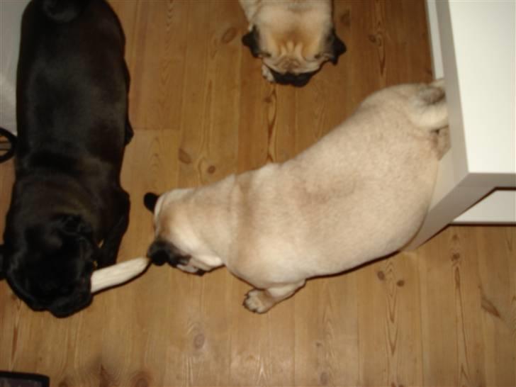 Mops Buller - Hvad laver i 2 tøser nu? billede 6