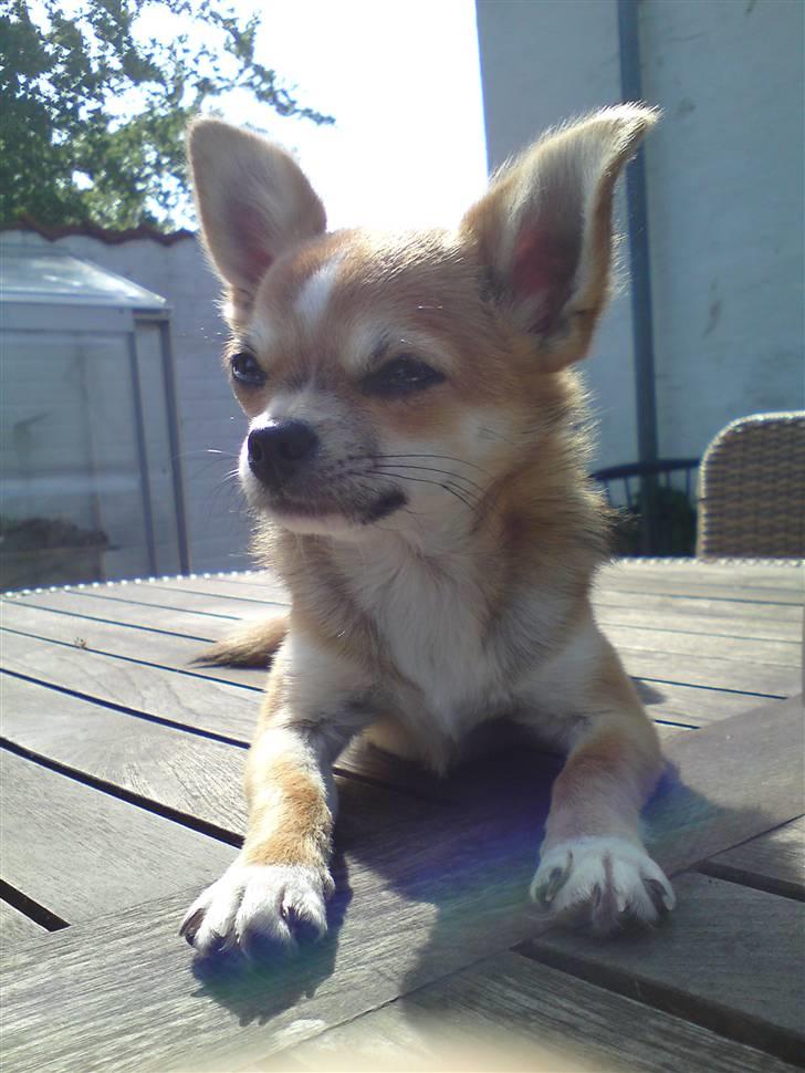 Blanding af racer Tue billede 19