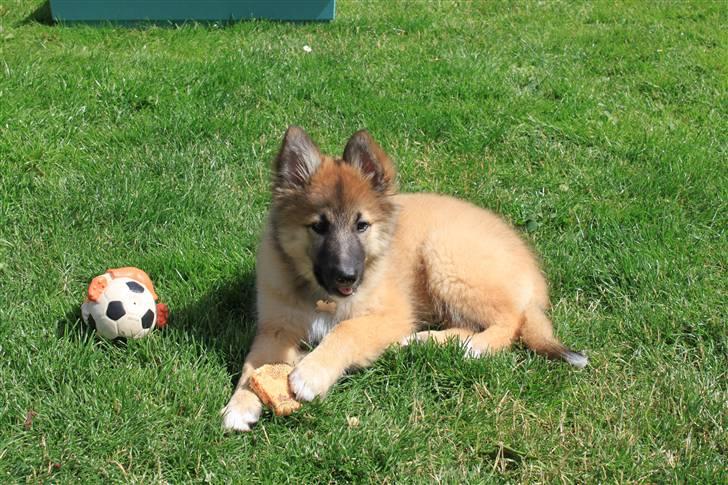 Blanding af racer Balou billede 1