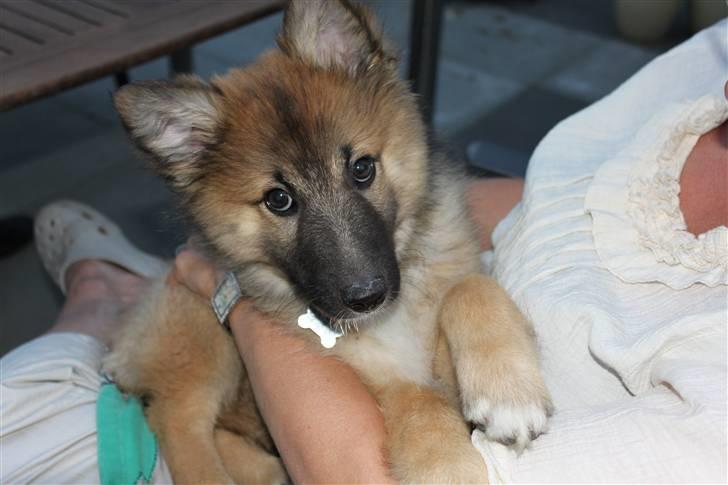 Blanding af racer Balou billede 2