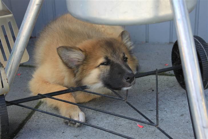 Blanding af racer Balou billede 3