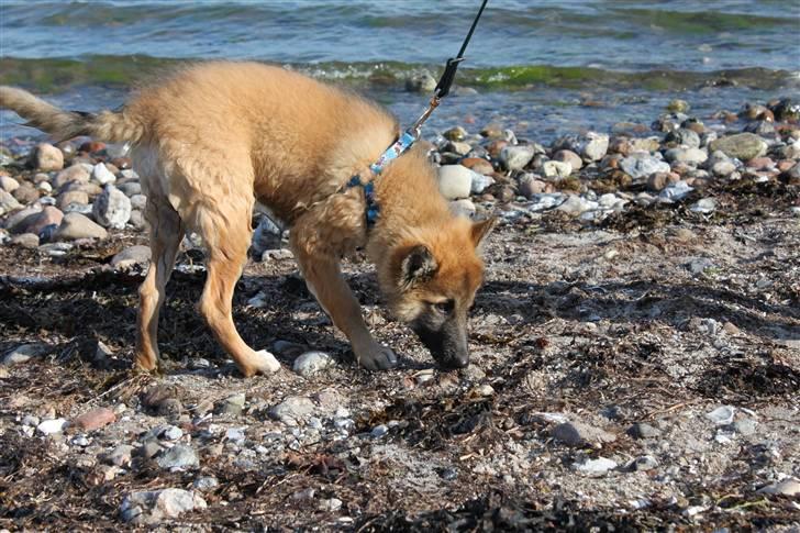 Blanding af racer Balou billede 4