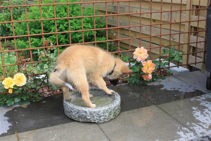 Blanding af racer Balou billede 5