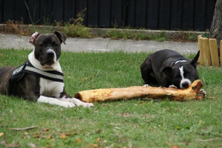 Amerikansk staffordshire terrier Maggie billede 15