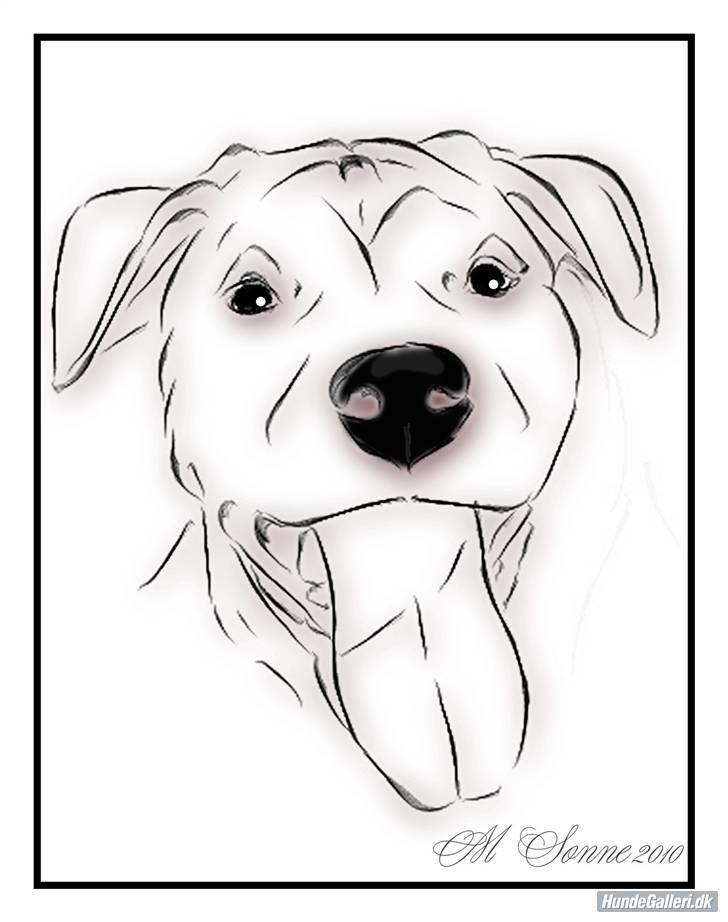 Amerikansk staffordshire terrier Coco - Tak til:  **Det Lille Blå Lyn & Den Sorte Banditræv´s moar *  for det flotte billede :o) billede 11