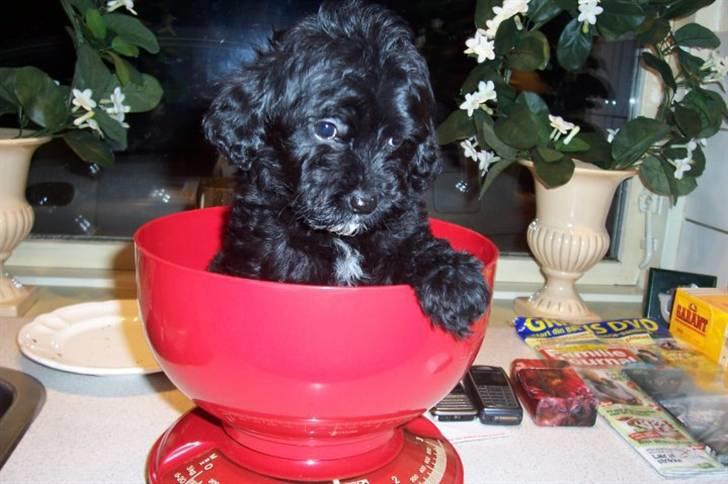 Dværgpuddel chanti/bette billede 1