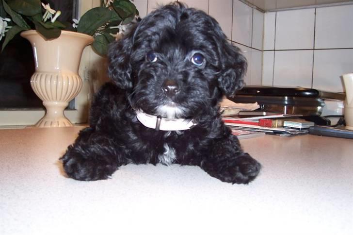 Dværgpuddel chanti/bette billede 2