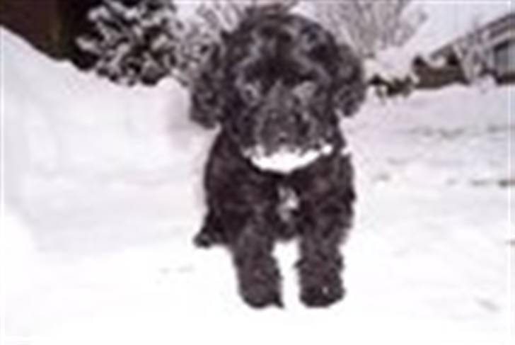 Dværgpuddel chanti/bette billede 3