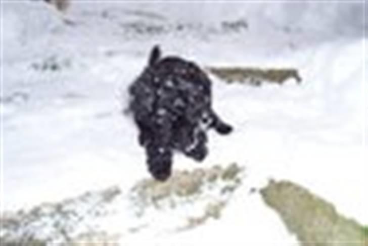 Dværgpuddel chanti/bette billede 5