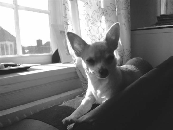 Chihuahua Monique billede 10