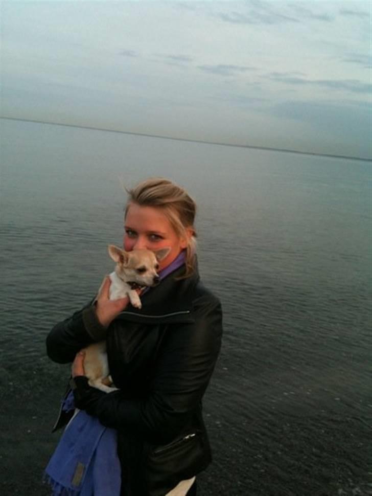 Chihuahua Monique billede 11