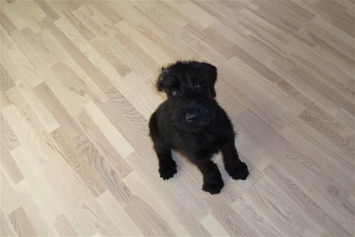 Riesenschnauzer Joey billede 7