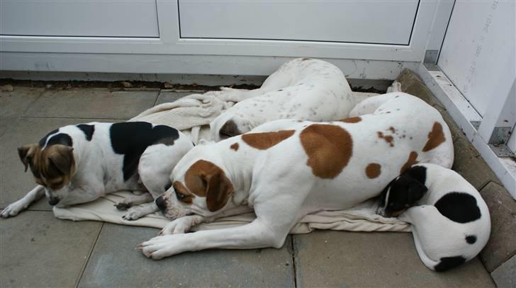 Amerikansk bulldog holmegaards Bull red hot nugga - her putter den broget bande lidt  billede 15