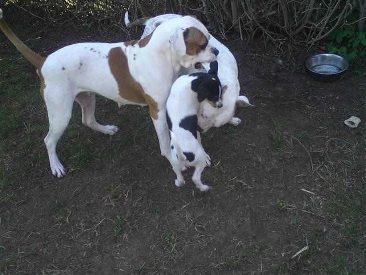 Amerikansk bulldog holmegaards Bull red hot nugga - og så er vi blevet vilde i haven billede 16