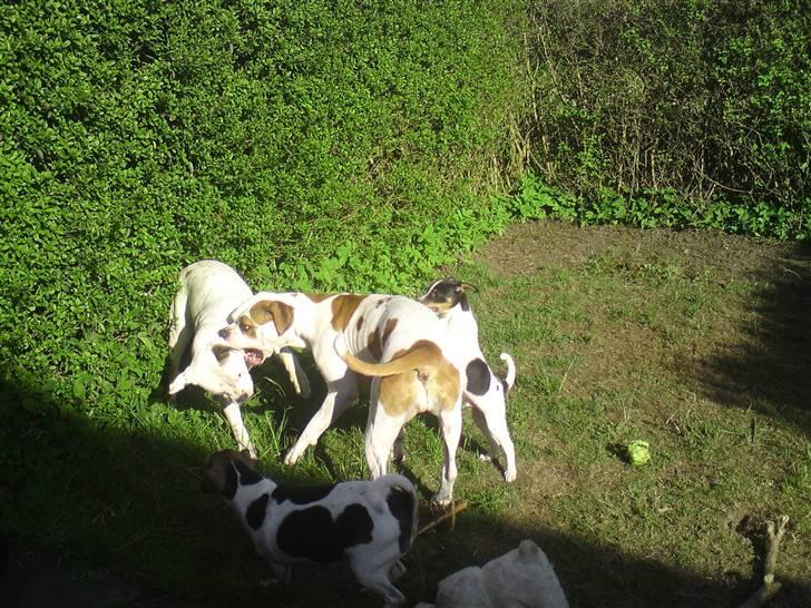 Amerikansk bulldog holmegaards Bull red hot nugga billede 17