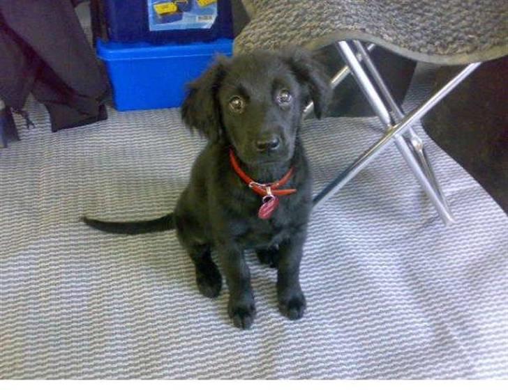 Blanding af racer Tilde - bette fis på 12 uger. billede 1