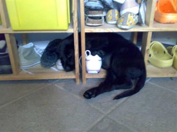 Blanding af racer Tilde - 13 uger.. billede 2