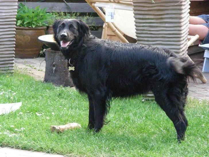 Blanding af racer Tilde billede 3