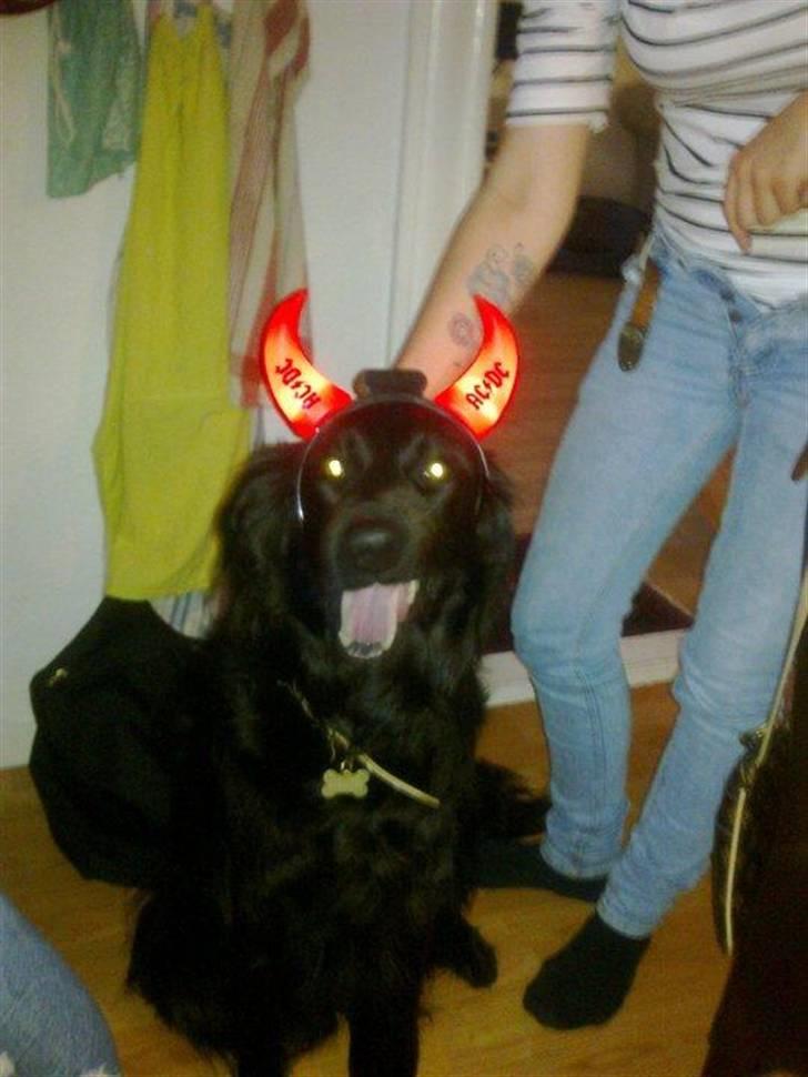 Blanding af racer Tilde - selv Tilde er vild med AC/DC. ;-) billede 4