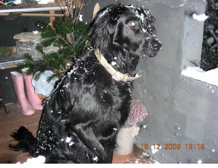 Blanding af racer Tilde billede 5