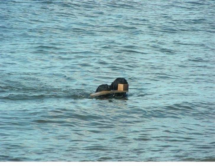 Blanding af racer Tilde - elsker at svømme!!! billede 6