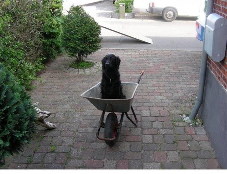 Blanding af racer Tilde - og er vild med at arbejde ;-) eller forhindre det? billede 7