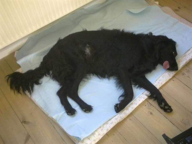 Blanding af racer Tilde - da ulykken var sket :-( helt væk på smertestillende.. billede 8