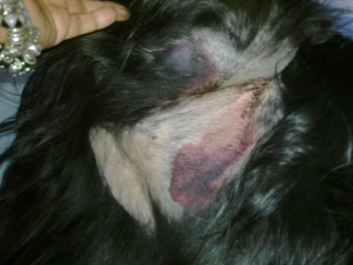 Blanding af racer Tilde - grimt grimt syn! billede 9