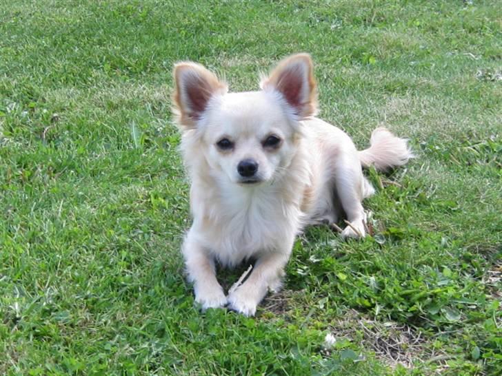 Chihuahua Fernando billede 8