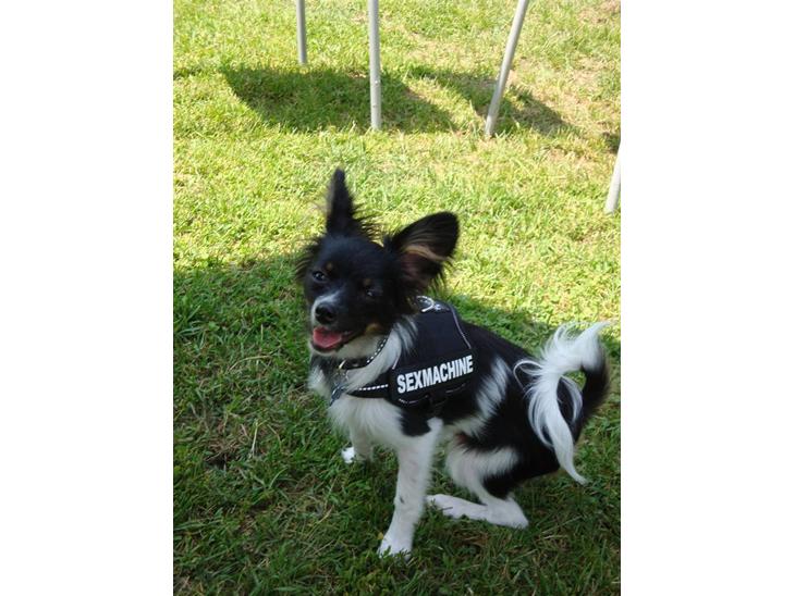 {{currentPhoto.altText}} billede {{currentPhoto.number}}