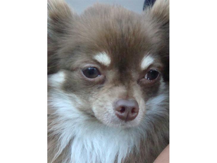 {{currentPhoto.altText}} billede {{currentPhoto.number}}